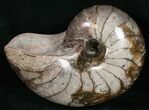 Beautiful Nautilus (Cenoceras) Fossil - France #10975-1